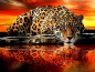 Preview: Diamond Painting Leopard